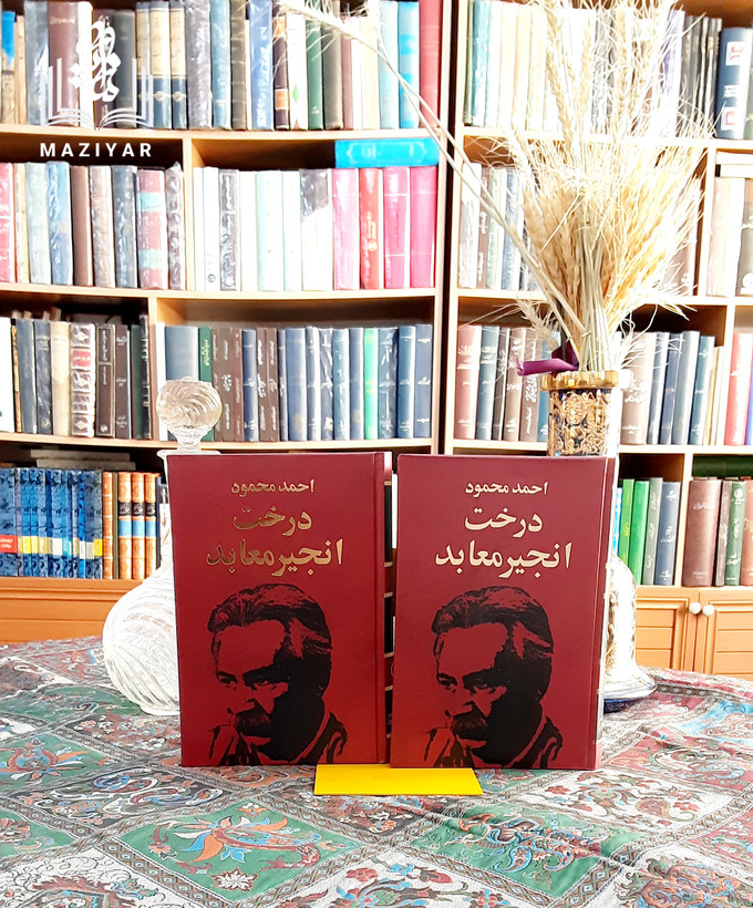 درخت انجیر معابد