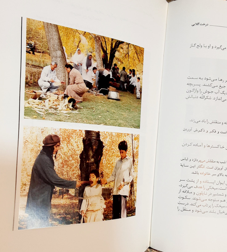 درخت گلابی گلی ترقی داریوش مهرجویی