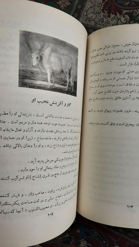 کتاب شتر گاو پلنگ